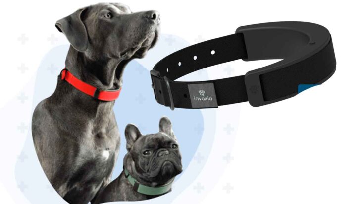 The New Invoxia Smart Dog Collar Will Monitor Your Dog's Heart And Location